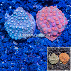 LiveAquaria® Two Pack Cultured Cyphastrea Frag (click for more detail)