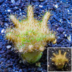 Devil's Hand Leather Coral Indonesia (click for more detail)
