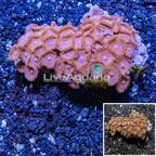 Zoanthus Coral Vietnam (click for more detail)