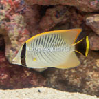 Chevron Butterflyfish EXPERT ONLY (click for more detail)