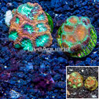 LiveAquaria® Two Pack Cultured Favia Coral (click for more detail)