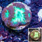 LiveAquaria® Cultured Blastomussa Coral (click for more detail)