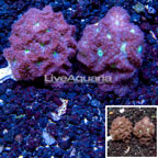 LiveAquaria® Two Pack Cultured Blastomussa Coral (click for more detail)