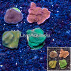 LiveAquaria® Four Pack Cultured Montipora Coral (click for more detail)