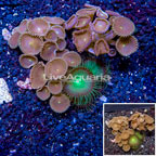 LiveAquaria® Three Pack Cultured Protopalythoa Coral  (click for more detail)