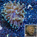 LiveAquaria® Cultured Hammer Coral (click for more detail)