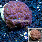 LiveAquaria® Cultured Blastomussa Coral (click for more detail)