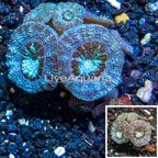 LiveAquaria® Cultured Acan Lord Coral (click for more detail)