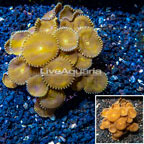 Protopalythoa Coral Indonesia (click for more detail)