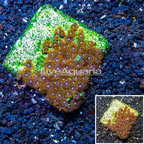 Zoanthus Coral Indonesia (click for more detail)