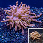 Tree Coral Indonesia (click for more detail)