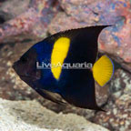 Asfur Angelfish (click for more detail)