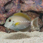 Epaulette Surgeonfish (click for more detail)
