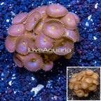 Protopalythoa Coral Indonesia (click for more detail)