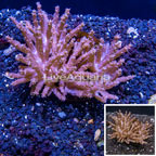 Tree Coral Indonesia (click for more detail)