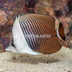 Whiteface Butterflyfish (click for more detail)