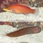 Bicolor Blenny and Scarlet Pin Stripe Wrasse, Pair (click for more detail)