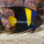 Asfur Angelfish (click for more detail)