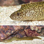 Richardson's Moray Eel (click for more detail)