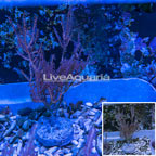 Pink Gorgonian Coral (click for more detail)