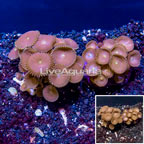 Two Pack Protopalythoa Coral Indonesia (click for more detail)