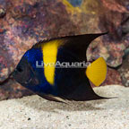 Asfur Angelfish (click for more detail)