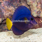 Purple Tang [Blemish] (click for more detail)