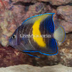 Maculosus Angelfish (click for more detail)