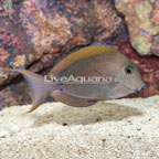 Lavender Tang (click for more detail)