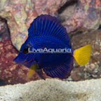 Purple Tang [Blemish] (click for more detail)