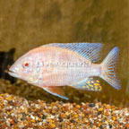 Albino Peacock Cichlid (click for more detail)
