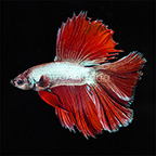 Red/Silver Doubletail Betta, Male (click for more detail)