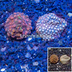 LiveAquaria® Two Pack Cultured Cyphastrea Frag (click for more detail)