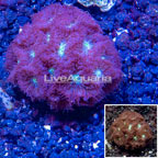 LiveAquaria® Cultured Purple Blastomussa Coral (click for more detail)