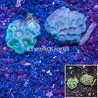 LiveAquaria® Two Pack Cultured Goniastrea Brain Coral (click for more detail)