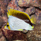 Declivis Butterflyfish (click for more detail)