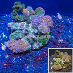 Zoanthus Coral Indonesia (click for more detail)