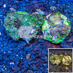 Two Pack Zoanthus and Rhodactis Coral (click for more detail)