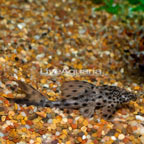 Spotted Dwarf Hypostomus Pleco (L-303) (click for more detail)