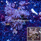 Waving Hand Coral Vietnam (click for more detail)