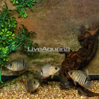 Tiger Curare Severum, Group of 5 (click for more detail)
