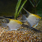 Gold Angelfish, (Pair) (click for more detail)