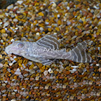 Albino Royal Tiger (L-333) Plecostomus (click for more detail)