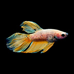 Multicolor Round Tail Betta, Male (click for more detail)