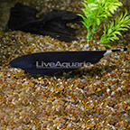 Black Ghost Knife Fish  (click for more detail)