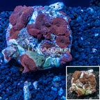 Mushroom Coral Indonesia (click for more detail)