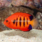 Flame Angelfish (click for more detail)