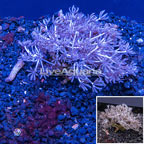 Xenia Coral Vietnam (click for more detail)