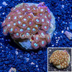 Zoanthus Coral Indonesia (click for more detail)