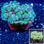 Bubble Coral Indonesia (click for more detail)